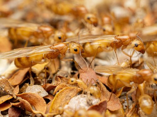 Fraggles Carpenter Ants (Camponotus fragilis) for sale at AntGear