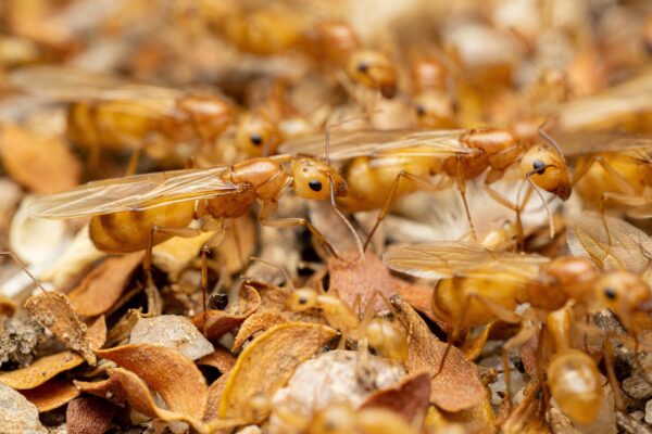 Fraggles Carpenter Ants (Camponotus fragilis)