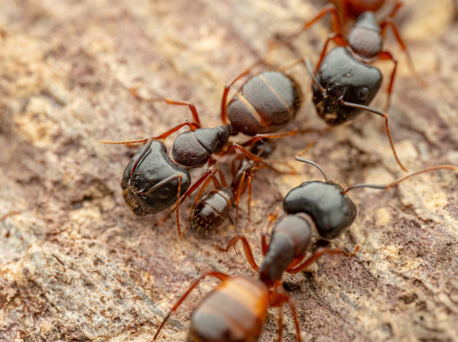 Golden Tail Ants For Sale (C. sansabeanus)