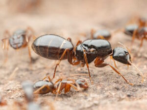 Photo of ant colony