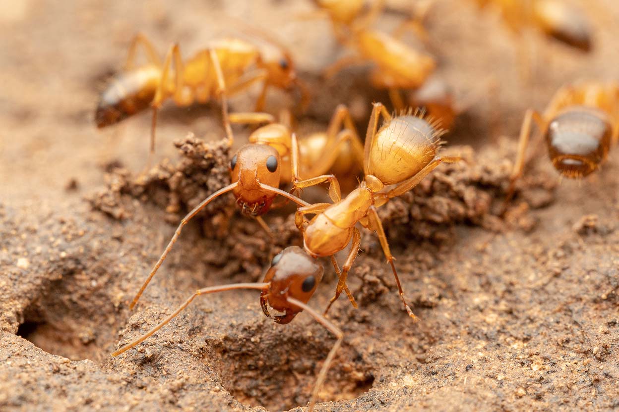 Golden Tail Ants For Sale (C. sansabeanus)