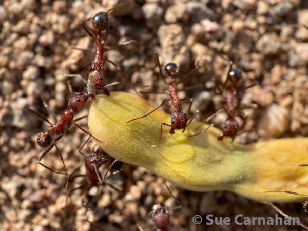 N. albisetosus workers examining a seed pod.