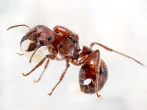 Ant colony worker carrying a larva, close-up macro shot of ant pest.