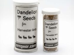 One small and one large bottle of dandelion seeds.