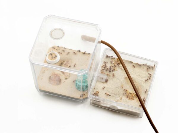 Harvester Ant Colony Kit | Includes a Queen! - Image 5