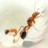 Bi-Colored California Harvester (Pogonomyrmex californicus) - Image 2