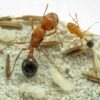 Bi-Colored California Harvester (Pogonomyrmex californicus)