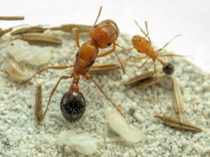 California Harvester (Pogonomyrmex californicus) for sale at AntGear