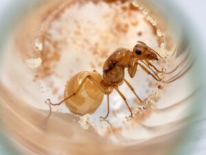 Large Mexican Honeypots (Myrmecocystus mexicanus) for sale at AntGear