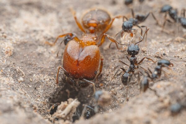 Militant Big-Headed Ants (Pheidole militicida)