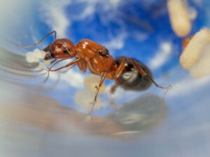 Say's Carpenter Ant (Camponotus sayi) for sale at AntGear