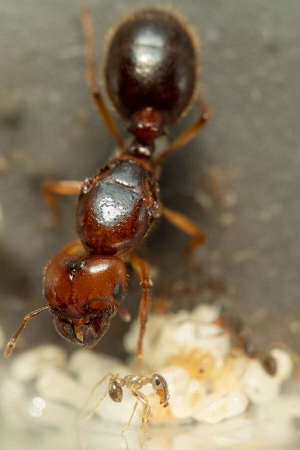 Militant Big-Headed Ants (Pheidole militicida) - Image 4