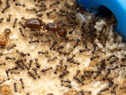 Pheidole militicida colony with a major.