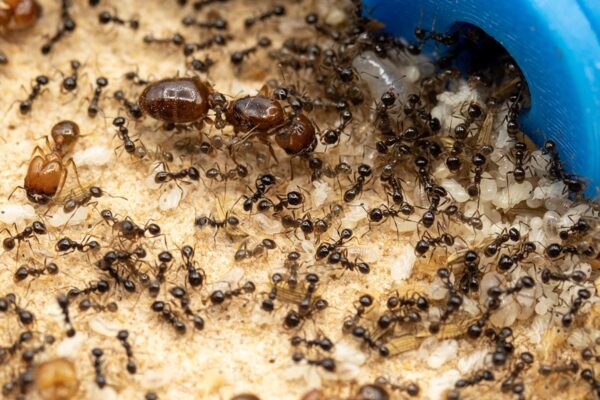 Pheidole militicida colony with a major.