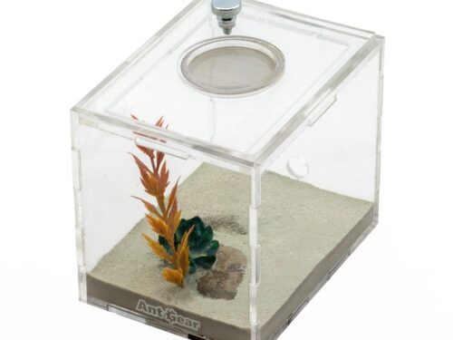 Acrylic Foraging Outworld -Small decorated with white sand