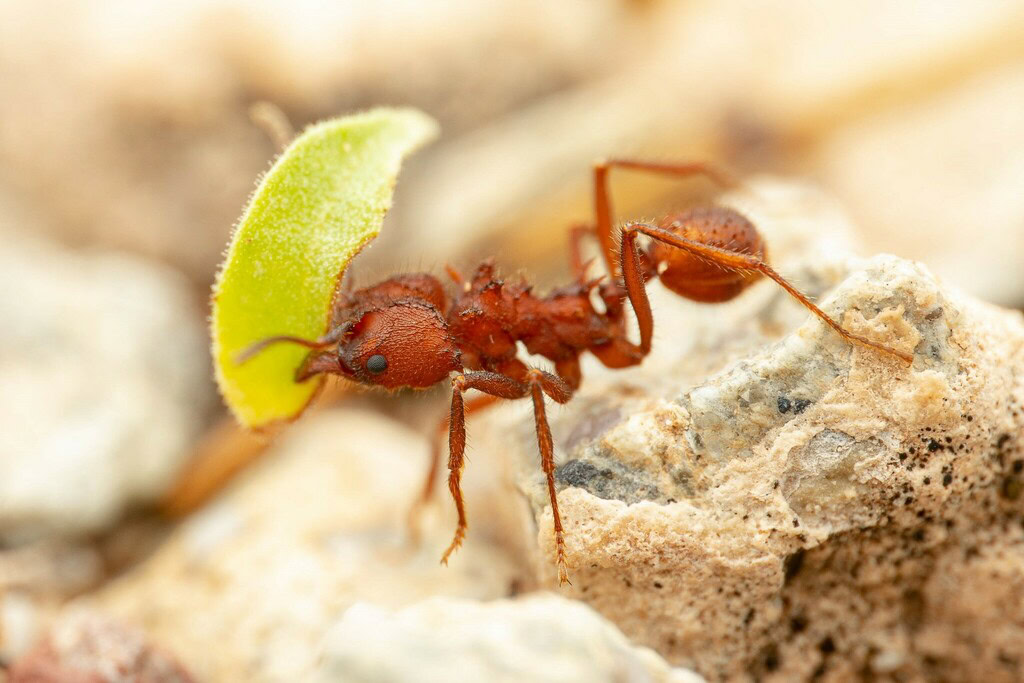 Leafcutter Ant