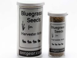 Two sizes of bluegrass seeds
