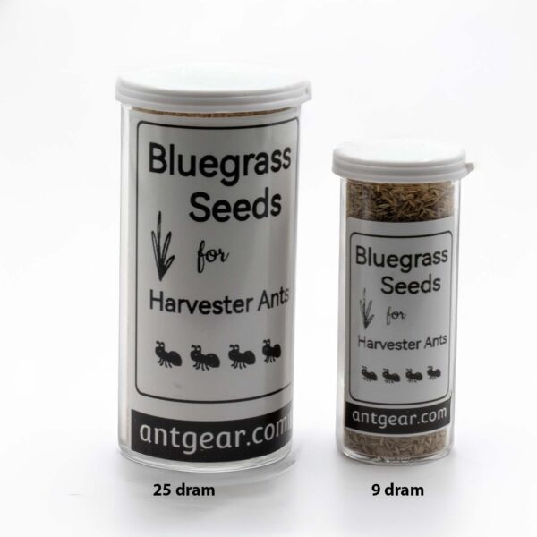 Two sizes of bluegrass seeds