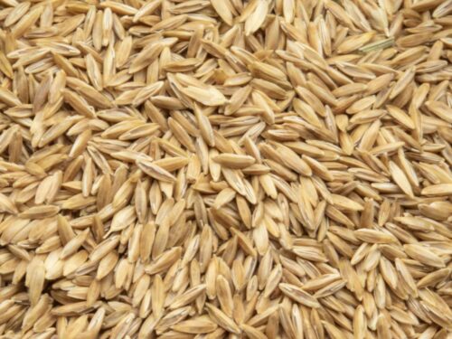 Bluegrass Seeds for Harvester Ants - image 2 of 2