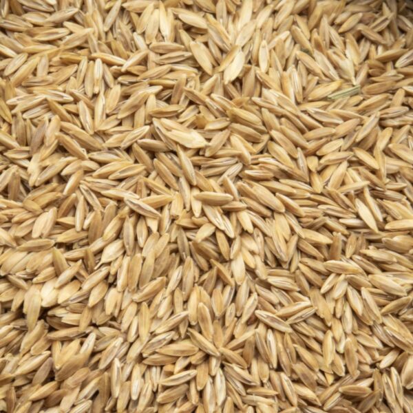 Bluegrass Seeds for Harvester Ants - Image 2