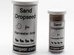 Two sizes of sand dropseed