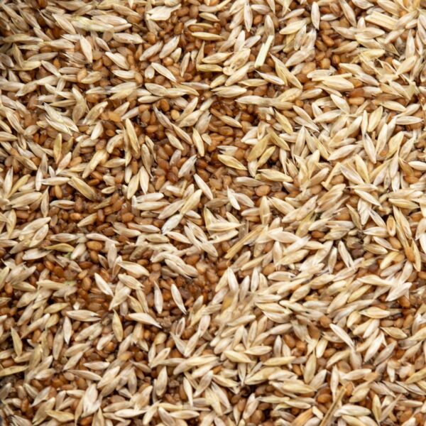 Sand dropseed closeup