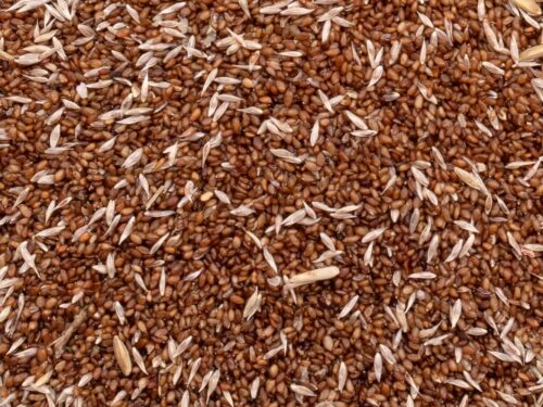 Close-up of brown flax seeds scattered on a surface with light husks interspersed