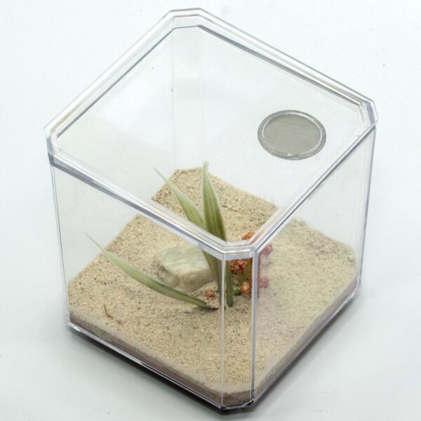 Mini Ant Habitat Outworld – Clear Plastic, 3 Terrain Options - image 4 of 6