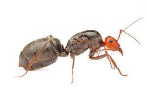 Bicolored Large Honeypot Ants (Myrmecosystus placodops 01) for sale!