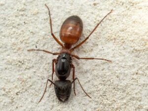 Camponotus semitestaceus queen for sale at AntGear!