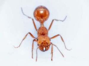 Maricopa Harvester Ants for sale at AntGear.